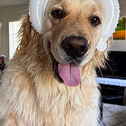 Yuki is registered to the contest to win money with this photo: dog, golden_retriever, pet, animal, portrait, close_up, sitting, happy, tongue_out, fluffy, long_hair, cream_coat, brown_eyes, black_nose, inflatable_hat, cat_design, crown, indoors, living_room, playful