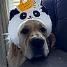Yuki joined the competition — help win amazing prizes! dog, golden_retriever, puppy, pet, animal, panda_hat, party_hat, costume, birthday, funny, portrait, close_up, indoors, couch, window, curtain, home, fluffy, brown_fur, black_nose