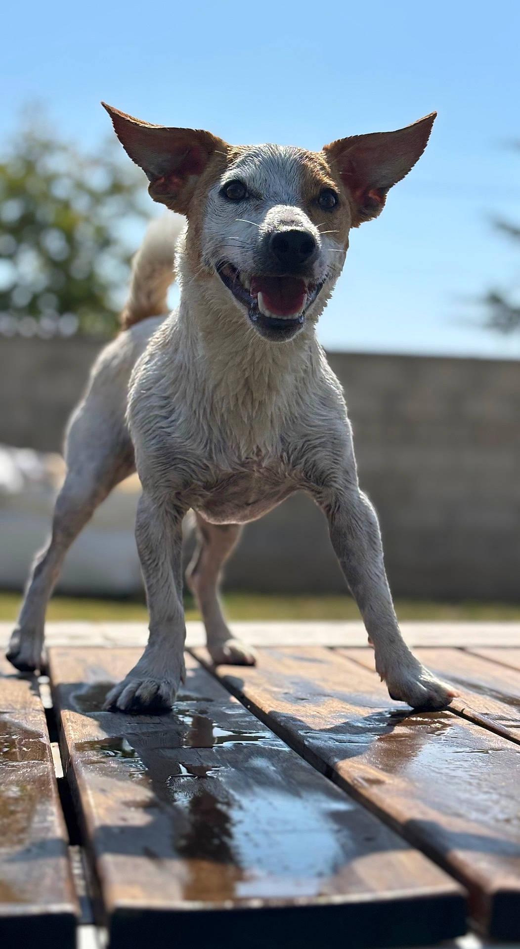 Yoko participe au concours pour gagner de l'argent avec cette photo : animal, background_blur, daylight, dog, ears, fence, fur, garden, happy, nature, outdoor, paws, pet, playful, smiling, sunlight, tail, tongue, wet, wooden_deck