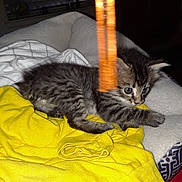 Mannie is registered to the contest to win money with this photo: kitten, cat, feline, pet, animal, bed, blanket, yellow_cloth, indoor, playful, curious, fur, striped, small, cute, cozy, resting, toy, focus, soft