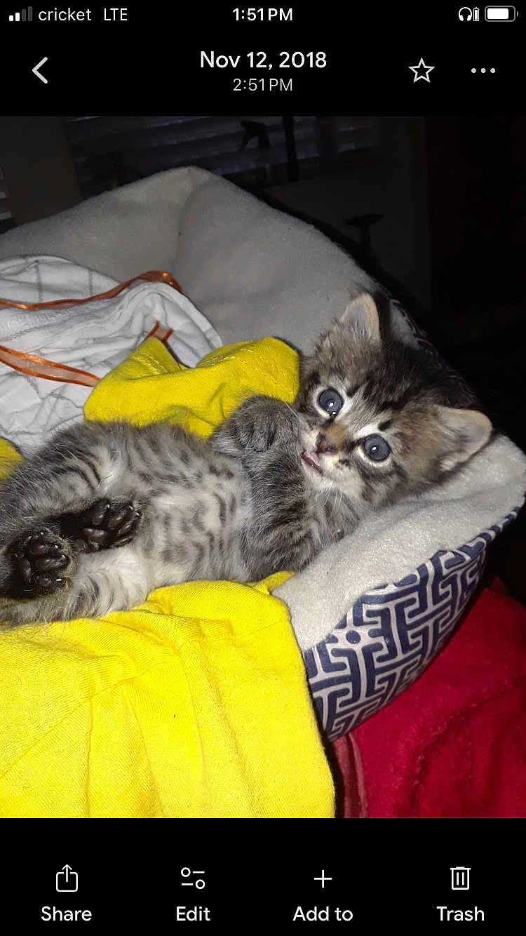 Mannie is registered to the contest to win money with this photo: kitten, cat, pet_bed, yellow_cloth, fur, cute, indoor, animal, small, cozy, resting, tabby, whiskers, paws, sleepy, young, domestic_animal, striped, relaxed, closeup