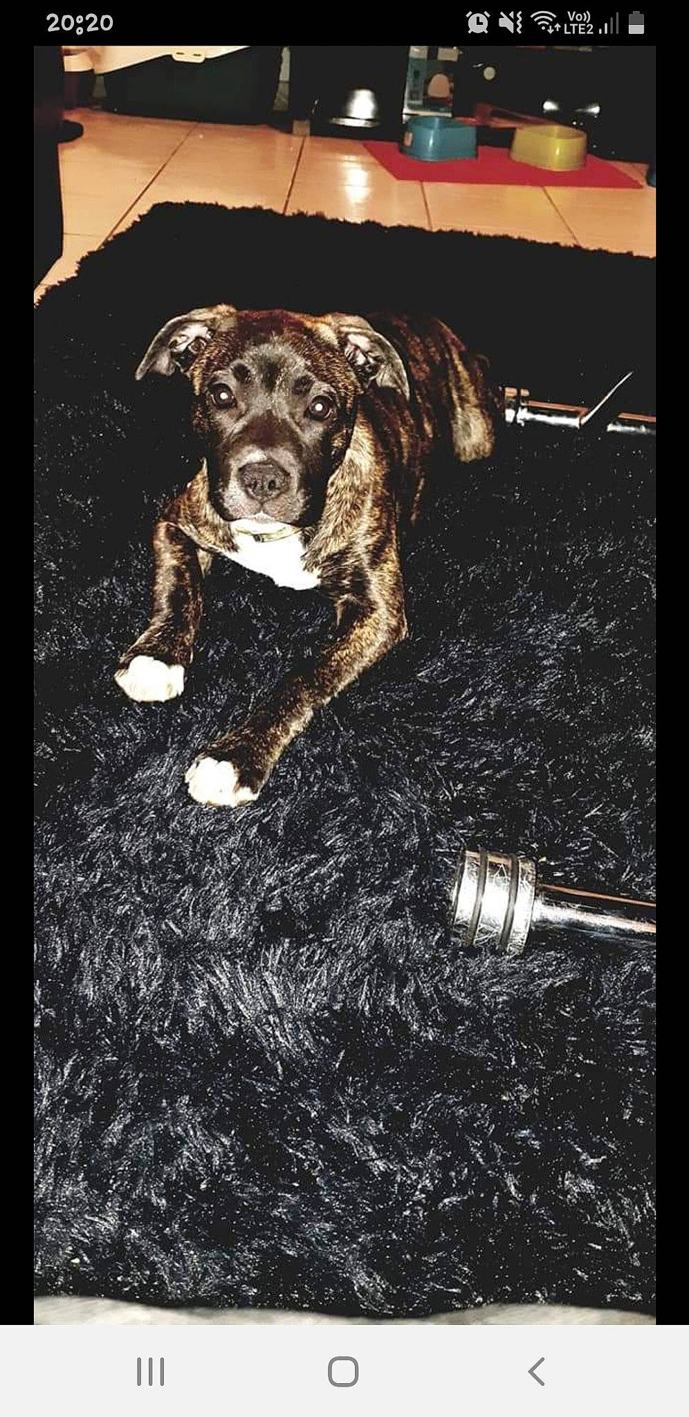 Piston a rejoint le concours — aidez-le/la à gagner de superbes lots ! art, automotive_lighting, canidae, carnivore, companion_dog, darkness, dog, dog_breed, dog_collar, fashion_accessory, flash_photography, font, guard_dog, monochrome_photography, pet_supply, photo_caption, snout, sporting_group, still_life_photography, working_animal