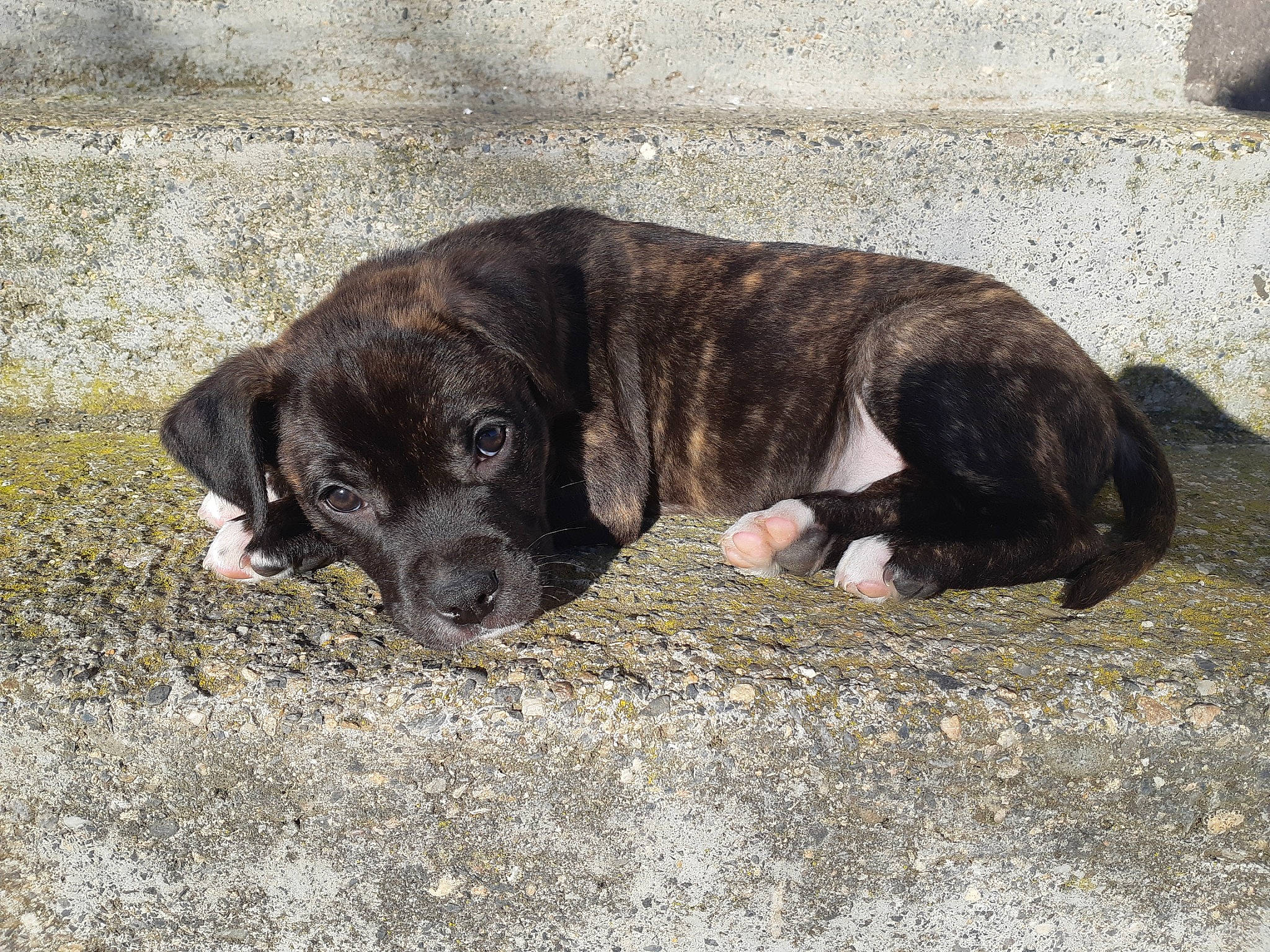 Piston participe au concours pour gagner de l'argent avec cette photo : borador, canidae, carnivore, collar, companion_dog, dog, dog_breed, dog_collar, fur, guard_dog, gun_dog, hunting_dog, liver, snout, sporting_group, tail, terrestrial_animal, whiskers, working_animal, working_dog
