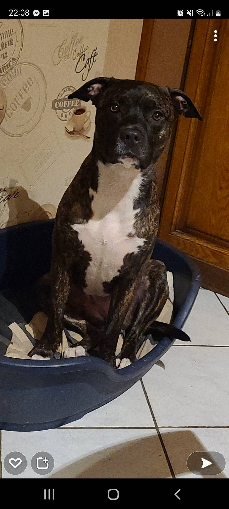 Piston participe au concours pour gagner de l'argent avec cette photo : ancient_dog_breeds, art, artifact, canidae, carnivore, chair, companion_dog, dog, dog_breed, fawn, fur, guard_dog, hood, metal, painting, snout, sporting_group, terrestrial_animal, visual_arts, working_animal