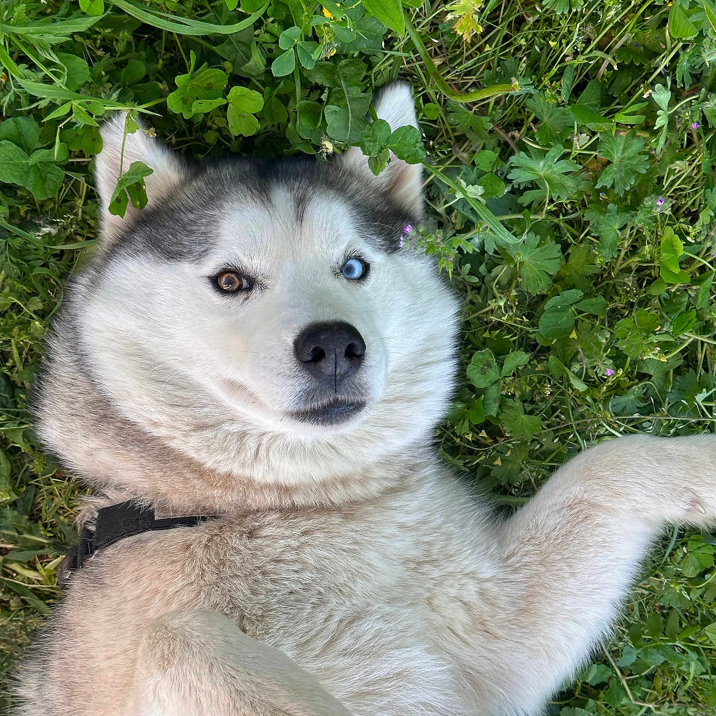 Plomo a rejoint le concours — aidez-le/la à gagner de superbes lots ! animal, blue_eye, brown_eye, canine, closeup, dog, fluffy, fur, grass, greenery, heterochromia, husky, lying_down, nature, outdoor, paw, pet, playful, relaxed, summer