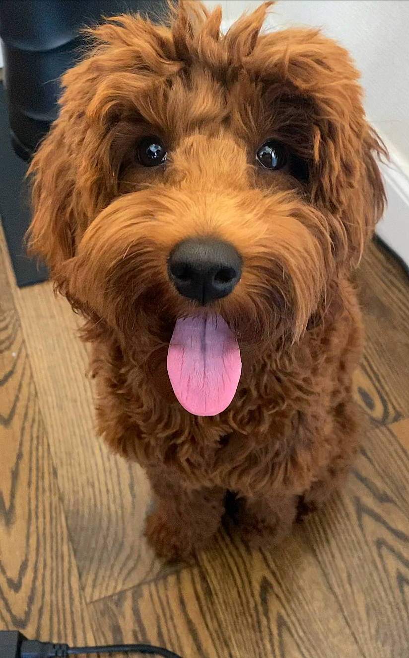 Dex joined the competition — help win amazing prizes! canidae, carnivore, companion_dog, dog, dog_breed, fur, liver, small_terrier, snout, sporting_group, terrier, toy_dog, water_dog, wood, yorkipoo