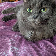 Skoshi joined the competition — help win amazing prizes! animal, bedspread, bell, cat, close_up, collar, cute, domestic_cat, feline, fluffy, fur, gray_cat, green_eyes, indoor, laying_down, pet, purple_bedspread, relaxed, resting, whiskers