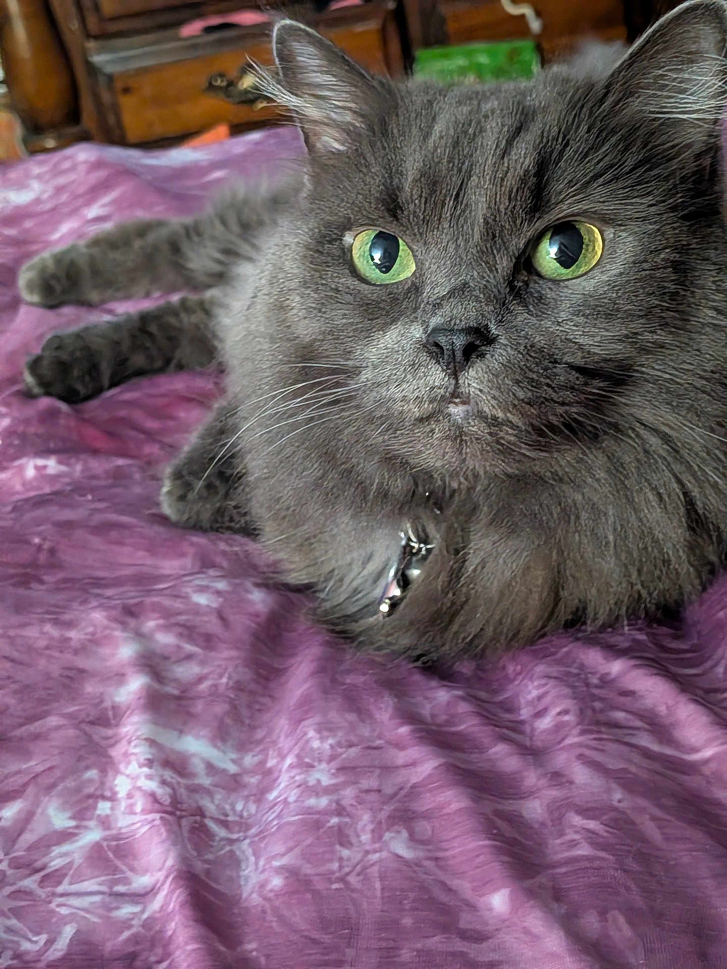 Skoshi joined the competition — help win amazing prizes! animal, bedspread, bell, cat, close_up, collar, cute, domestic_cat, feline, fluffy, fur, gray_cat, green_eyes, indoor, laying_down, pet, purple_bedspread, relaxed, resting, whiskers