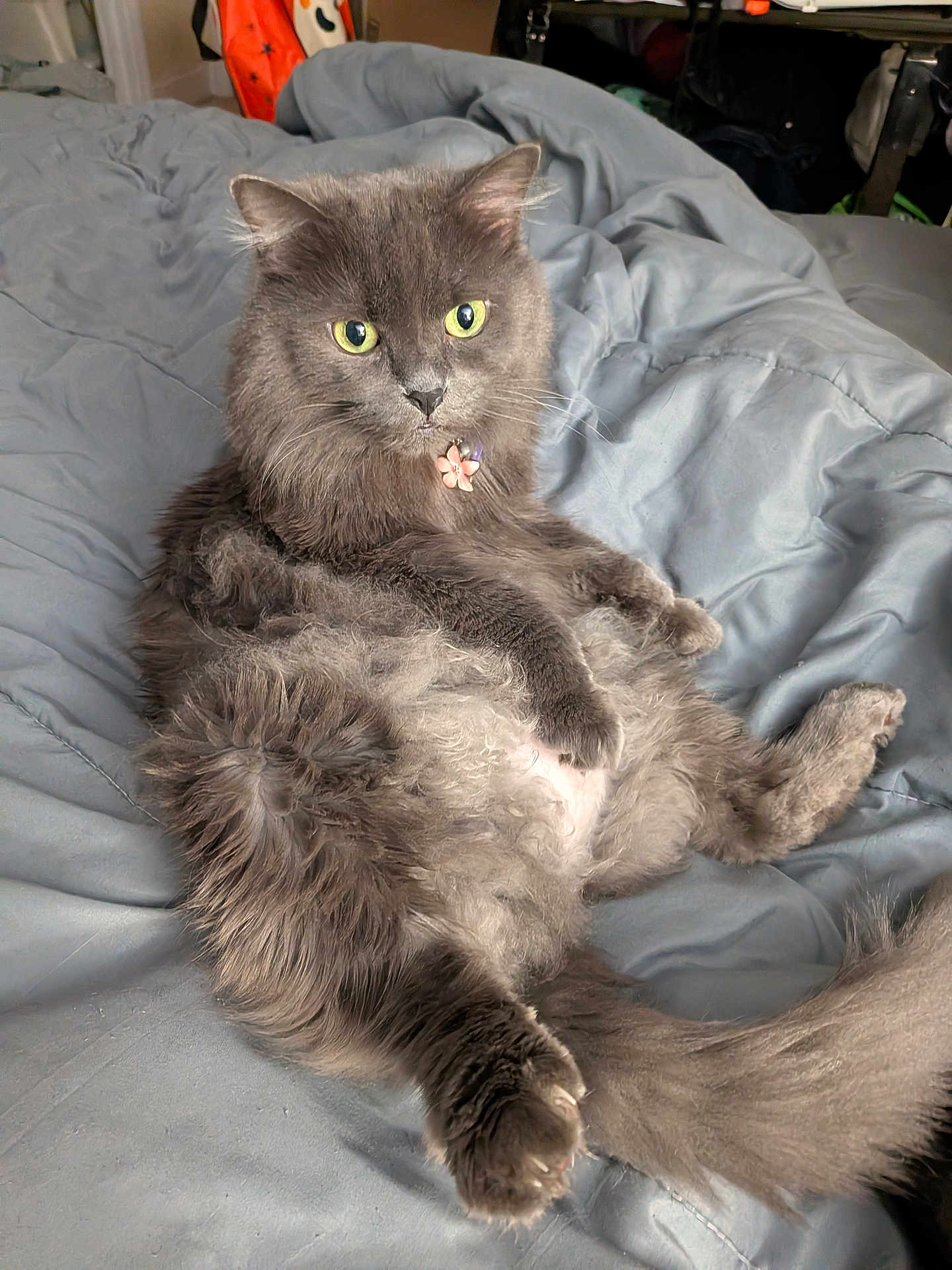 Skoshi is registered to the contest to win money with this photo: animal, bed, cat, closeup, collar, comforter, cozy, cute, feline, flower_charm, fluffy, fur, gray_cat, indoor, paw, pet, relaxed, resting, tail, yellow_eyes