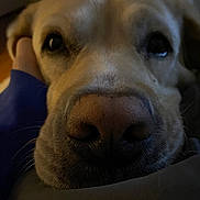 Cooper joined the competition — help win amazing prizes! dog, close_up, face, nose, eyes, pet, animal, canine, fur, whiskers, indoors, cozy, dim_light, portrait, muzzle, cute, companion, snout, expression, soft