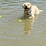 Cooper is registered to the contest to win money with this photo: dog, golden_retriever, water, lake, tennis_ball, wet, smiling, playful, outdoor, animal, pet, fetch, summer, happy, canine, nature, recreation, tongue_out, collar, drool