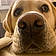Cooper