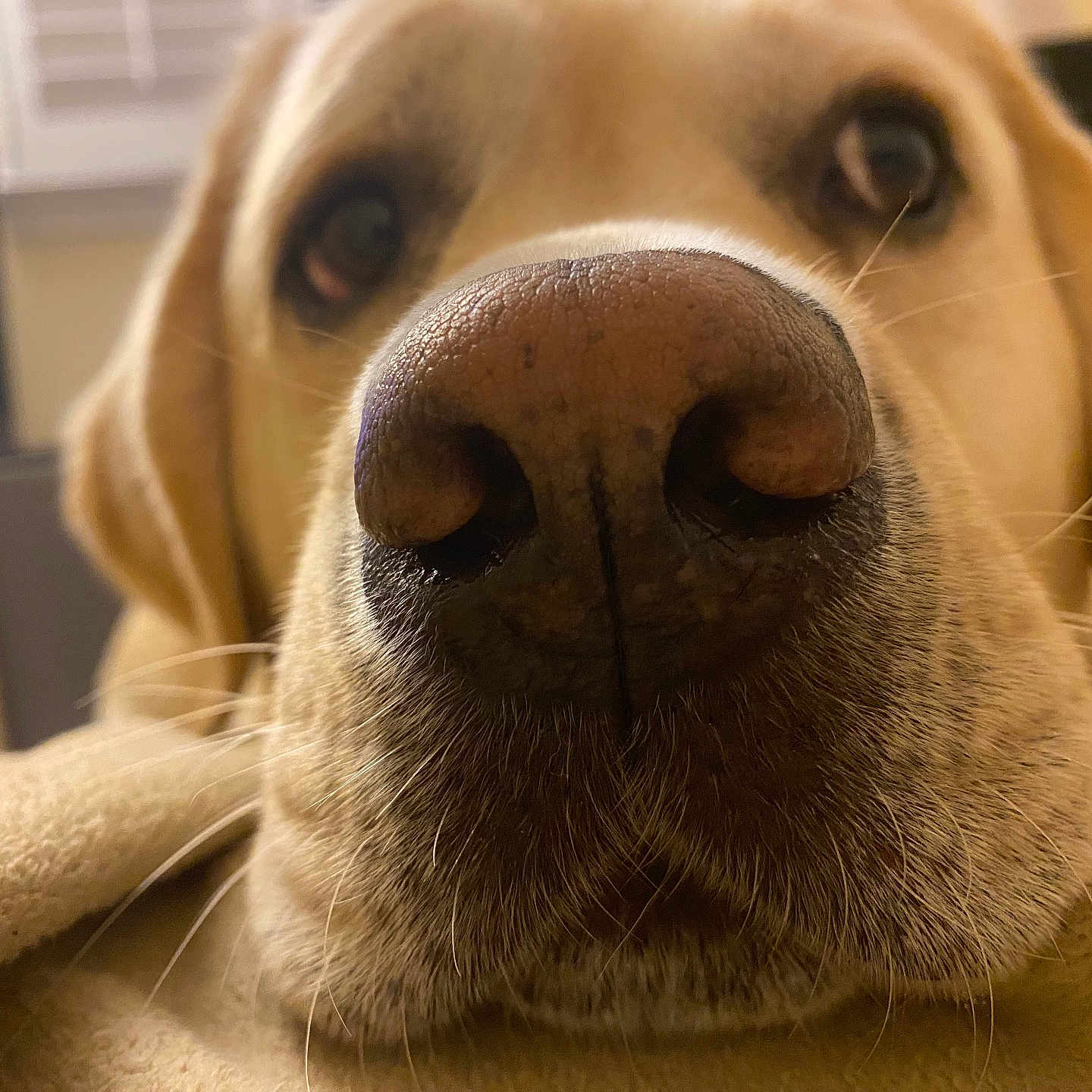 Cooper