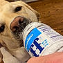 Cooper is registered to the contest to win money with this photo: dog, yellow_labrador, marshmallow_fluff, jar, hand, close_up, licking, nose, eyes, wooden_floor, indoor, pet, animal, happy, messy, food, container, kitchen, cream, cute