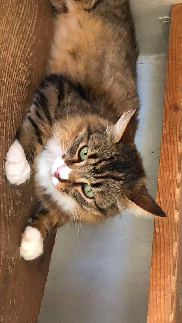 Grisou participe au concours pour gagner de l'argent avec cette photo : carnivore, cat, claw, domestic_short_haired_cat, door, eye, fawn, felidae, fur, hardwood, maine_coon, paw, plank, siberian, small_to_medium_sized_cats, snout, tail, terrestrial_animal, whiskers, wood