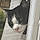 Le Chat