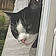 Le Chat