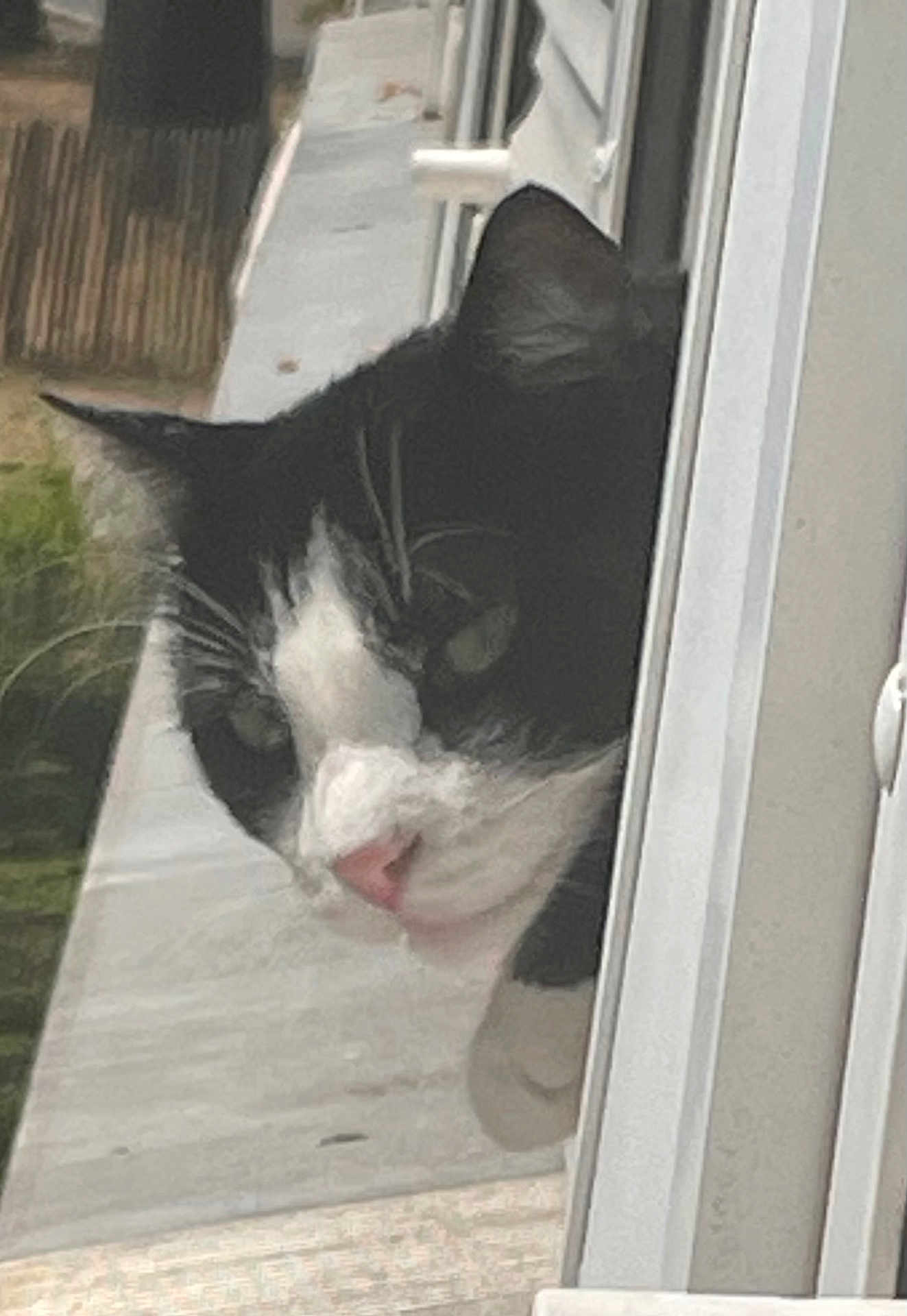 Le Chat