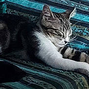 Cookie a rejoint le concours — aidez-le/la à gagner de superbes lots ! animal, blanket, cat, closeup, comfort, cozy, cute, feline, fur, indoor, pattern, paws, pet, relaxed, resting, sleeping, striped, tabby, texture, whiskers