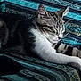 animal, blanket, cat, closeup, comfort, cozy, cute, feline, fur, indoor, pattern, paws, pet, relaxed, resting, sleeping, striped, tabby, texture, whiskers