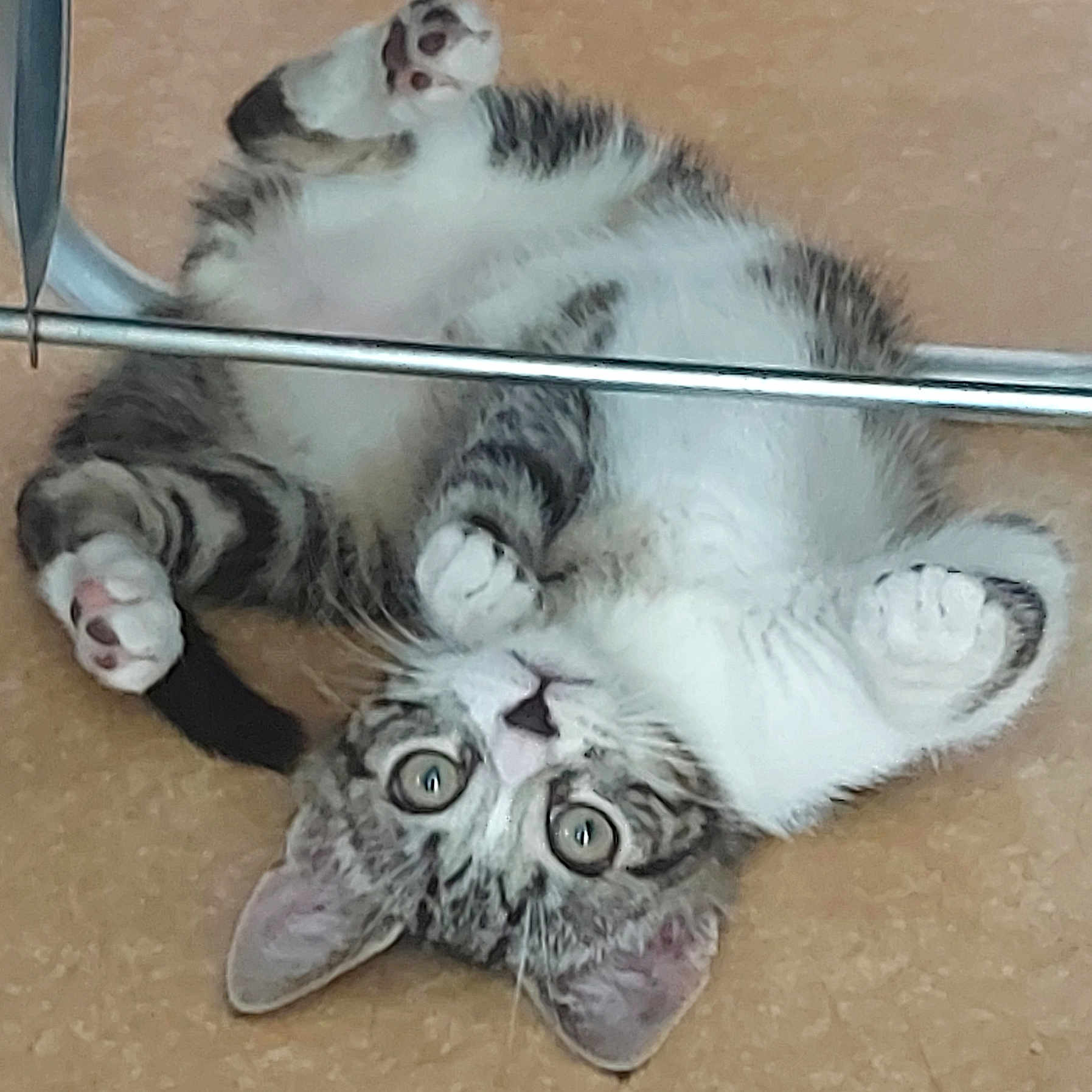Cookie participe au concours pour gagner de l'argent avec cette photo : animal, cat, closeup, curious, cute, domestic_animal, ears, floor, fur, indoor, kitten, looking_up, lying_down, nose, paws, pet, playful, tabby, whiskers, young