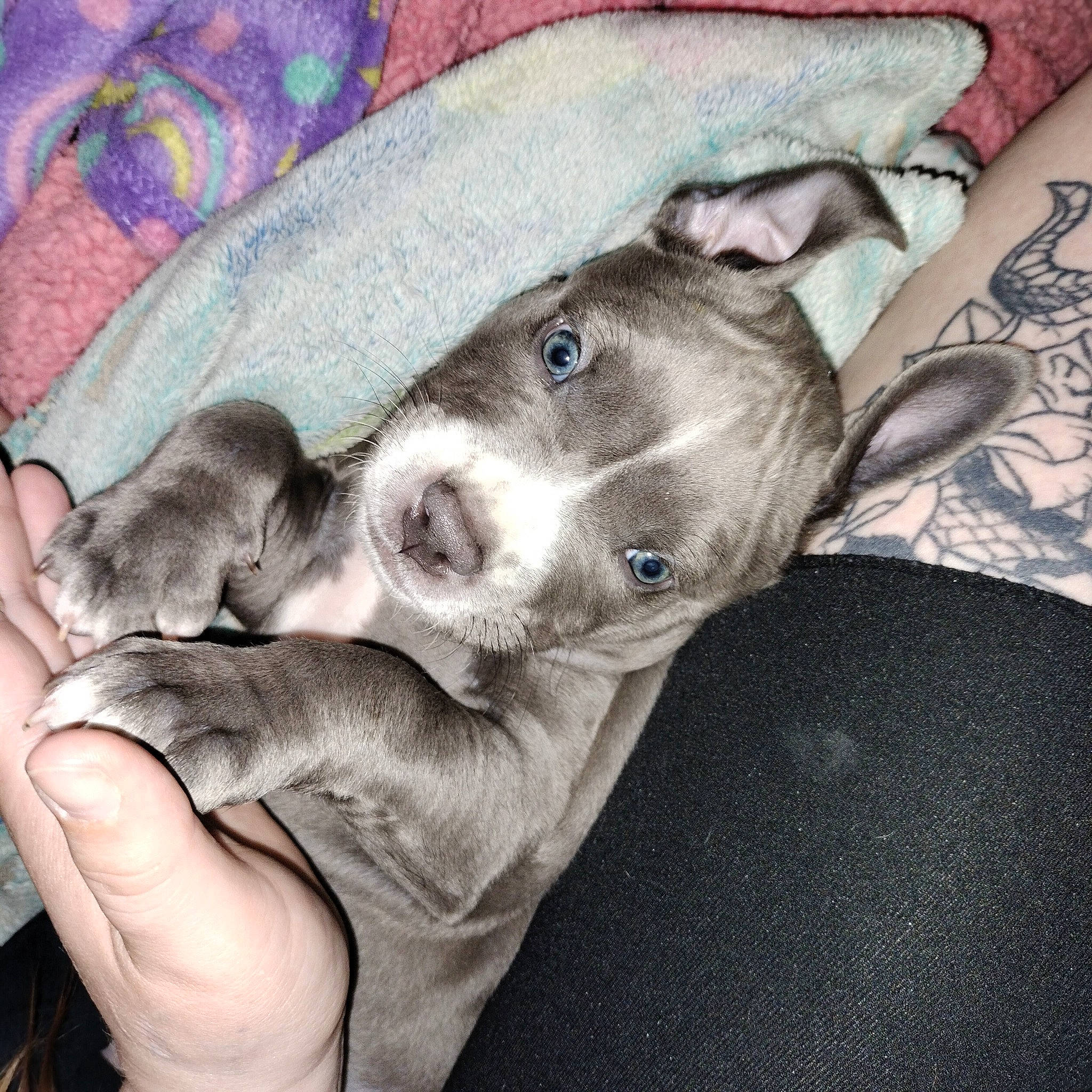 Daisy joined the competition — help win amazing prizes! canidae, carnivore, comfort, companion_dog, dog, dog_breed, fawn, felidae, fur, grey, hat, linens, nail, nap, pattern, paw, sporting_group, toy_dog, whiskers, working_animal