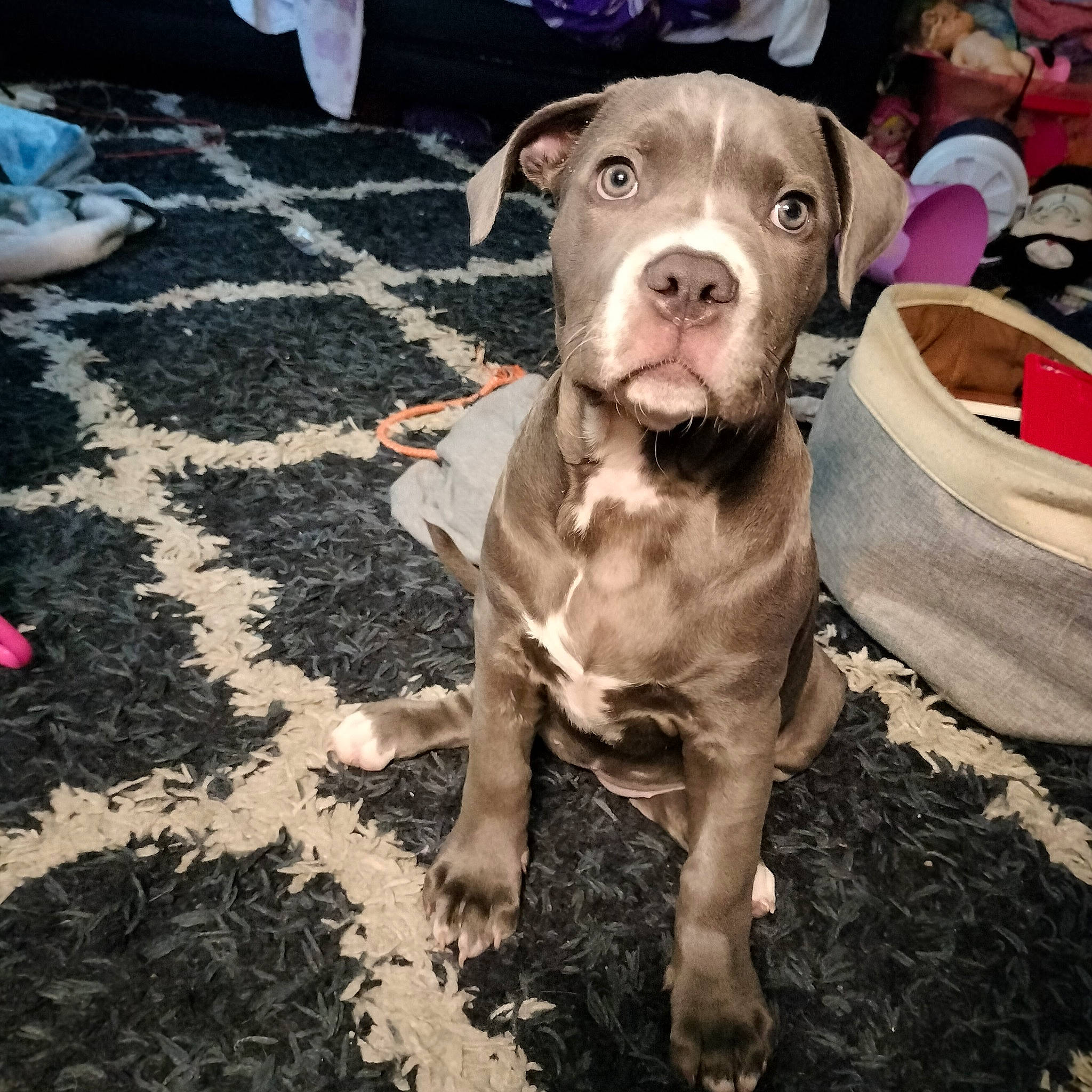 Daisy joined the competition — help win amazing prizes! companion_dog, dog, dog_breed, non_sporting_group, soil, working_animal