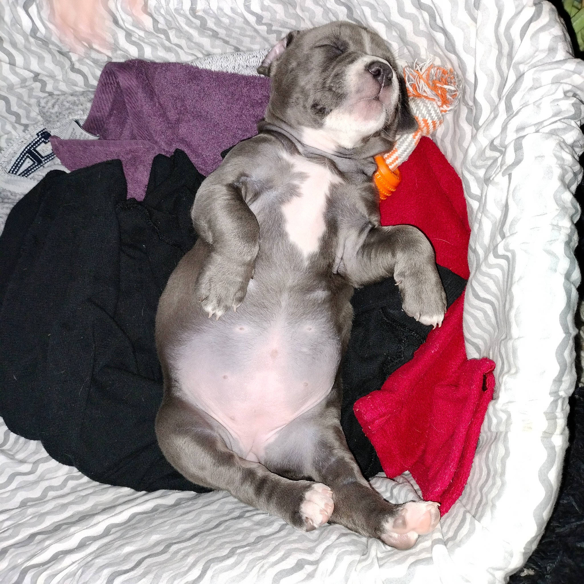 Daisy is registered to the contest to win money with this photo: bean_bag, canidae, carnivore, comfort, companion_dog, dog, dog_breed, dog_supply, fawn, fur, linens, nap, non_sporting_group, paw, sitting, snout, sporting_group, tail, toy_dog, working_animal