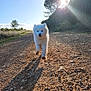 Bou participe au concours pour gagner de l'argent avec cette photo : dog, white_dog, puppy, outdoor, sunlight, shadow, gravel_path, trees, nature, walking, daytime, fluffy, animal, canine, sunbeam, landscape, sky, summer, cute, pet