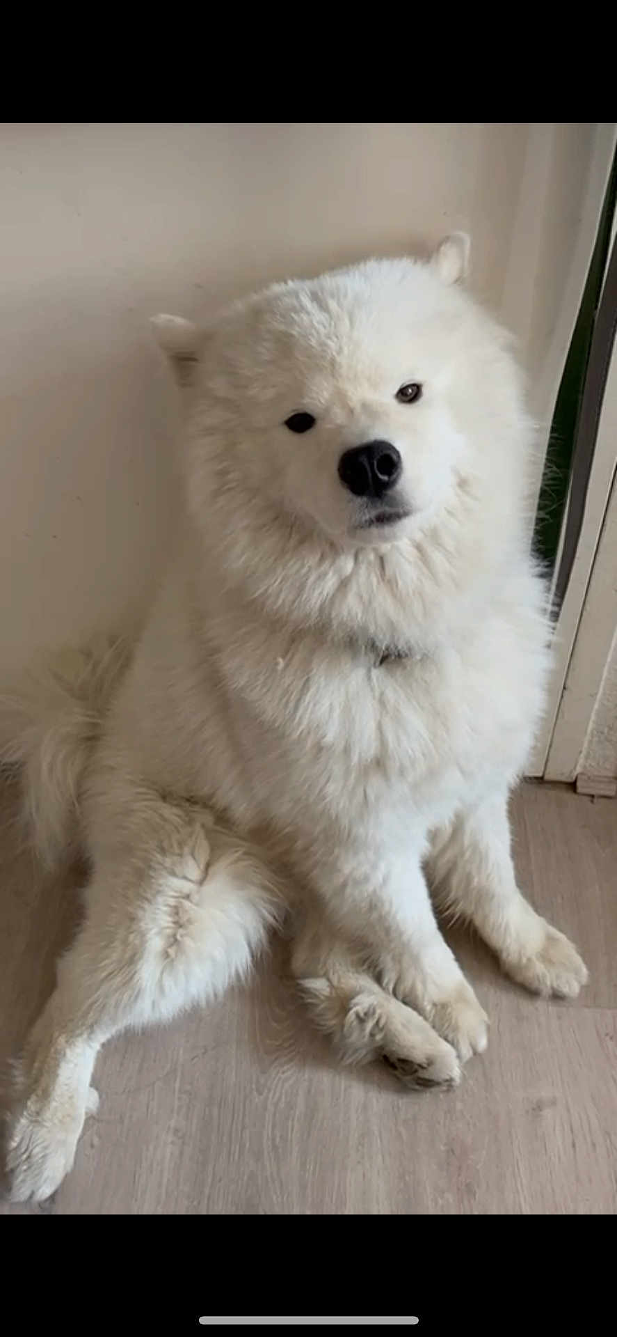 Bou a rejoint le concours — aidez-le/la à gagner de superbes lots ! dog, white_dog, fluffy, sitting, indoor, floor, wooden_floor, pet, canine, fur, cute, animal, companion, domestic_animal, portrait, looking, curious, cozy, head_tilt, house