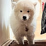 dog, white_dog, fluffy, stairs, wooden_stairs, indoor, pet, animal, curious, standing, floor, tile_floor, collar, domestic_animal, looking_up, house, home, canine, fur, portrait