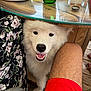 dog, white_dog, pet, smiling_dog, glass_table, legs, human_leg, red_shorts, floral_skirt, bottle, glass, tabletop, wooden_floor, outdoor, happy, cute, animal, domestic_animal, indoor, seat
