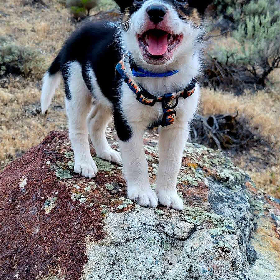 Timber Allen is registered to the contest to win money with this photo: accessories, animal, ball, canine, dog, football, grass, hound, husky, nature, outdoors, pet, plant, puppy, rock, soccer, soccerball, soil, strap, vegetation