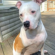 Butch is registered to the contest to win money with this photo: dog, white_dog, tan_patch, outdoor, deck, wooden_floor, pet, canine, sunlight, sitting, attentive, loyal, companion, house_exterior, fence, ears, nose, animal, daylight, quiet