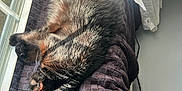 Smokey is registered to the contest to win money with this photo: cat, black_cat, sleeping, resting, sunlight, blanket, window, indoor, pet, fur, cozy, relaxation, animal, domestic, quiet, soft, daylight, home, comfortable, napping