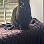 black_cat, cat, pet, animal, indoor, window, blanket, purple, fur, whiskers, tail, collar, natural_light, quiet, resting, curious, feline, domestic_cat, sitting, shadow