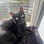 black_cat, cat, pet, animal, indoor, window, sunlight, blanket, fur, whiskers, relaxed, looking_at_camera, yellow_eyes, domestic_cat, cozy, resting, shadow, home, feline, curious