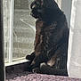 cat, black_cat, sitting, window, sunlight, indoor, blanket, curtain, pet, feline, fur, side_view, relaxing, domestic_animal, home, quiet, contemplative, shadow, resting, cozy