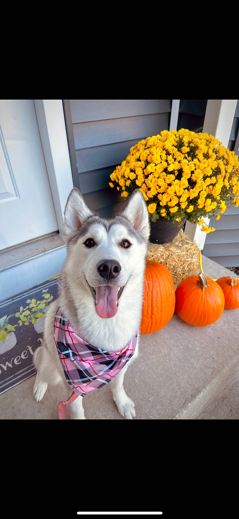 Nala is registered to the contest to win money with this photo: calabaza, carnivore, companion_dog, couch, cucurbita, dog, dog_breed, dog_supply, door, flower, fruit, gourd, grass, happy, natural_foods, plant, pumpkin, squash, vegetable, winter_squash