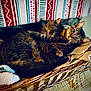 Tilly joined the competition — help win amazing prizes! cat, cats, feline, sleeping, resting, basket, towel, wicker, cozy, indoor, pet, fur, animal, tabby, striped, cute, relaxed, home, blanket, pattern