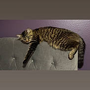Tilly is registered to the contest to win money with this photo: cat, tabby, feline, pet, lounging, couch, furniture, indoor, gray, purple_wall, relaxed, stretching, fur, whiskers, tail, paw, domestic_animal, cozy, resting, home