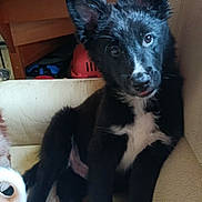 Bounty a rejoint le concours — aidez-le/la à gagner de superbes lots ! puppy, dog, black_and_white, sitting, indoor, chair, leather, ears_up, curious, pet, young_dog, cute, animal, furniture, cozy, looking_at_camera, tongue_out, wooden_background, relaxed, domestic