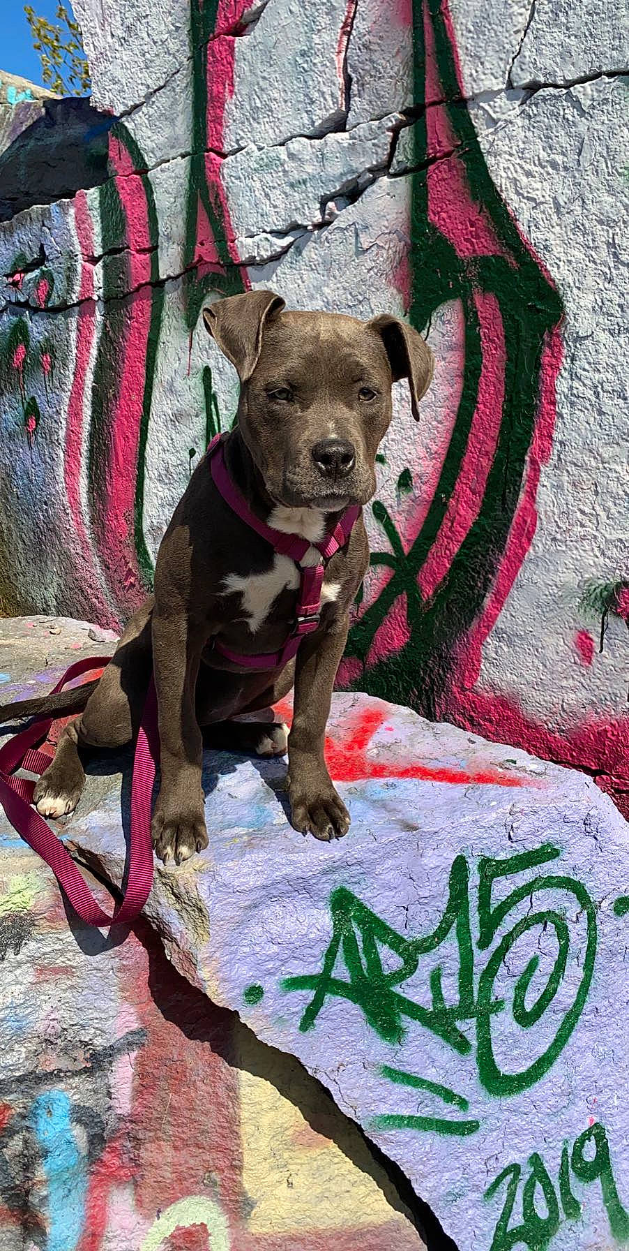 Nova is registered to the contest to win money with this photo: american_pit_bull_terrier, american_staffordshire_terrier, canidae, carnivore, dog, dog_breed, fawn, mammal, non_sporting_group, pink, pit_bull, puppy, rare_breed_dog, snout, sporting_group, staffordshire_bull_terrier