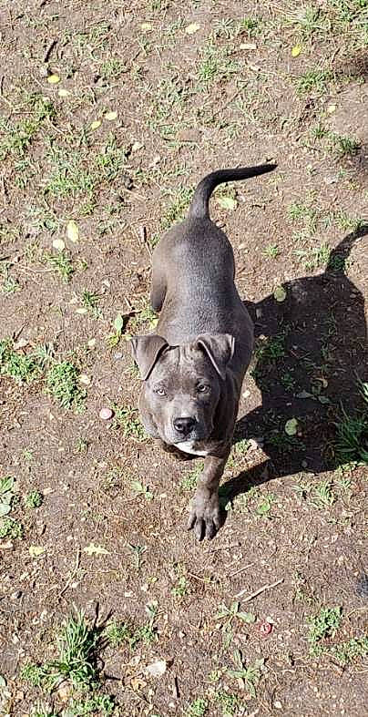 Nova is registered to the contest to win money with this photo: american_pit_bull_terrier, american_staffordshire_terrier, canidae, carnivore, dog, dog_breed, fawn, grass, mammal, non_sporting_group, snout, sporting_group, tail, vertebrate