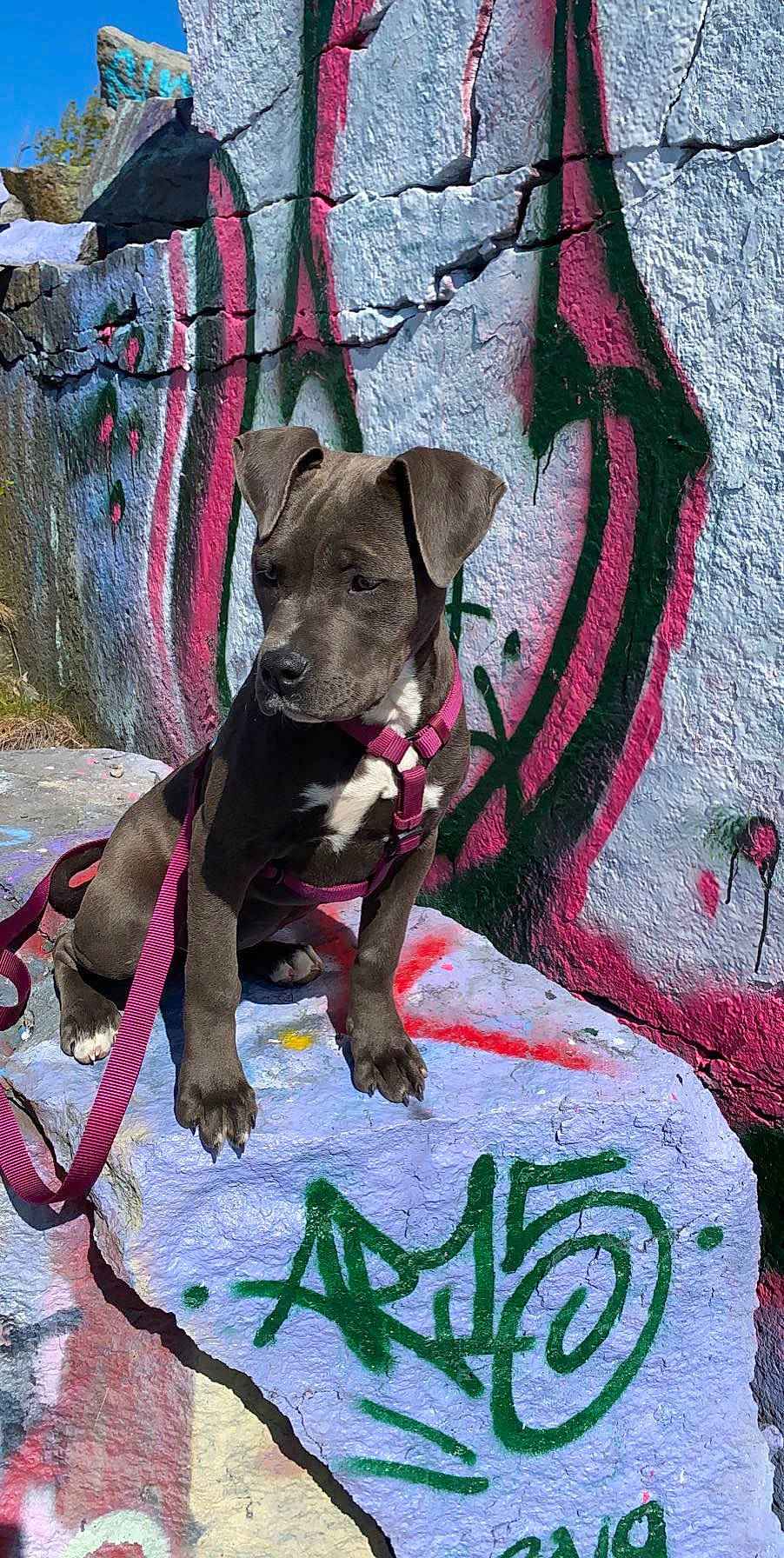 Nova is registered to the contest to win money with this photo: american_pit_bull_terrier, american_staffordshire_terrier, art, canidae, carnivore, dog, dog_breed, fawn, magenta, mammal, non_sporting_group, pink, pit_bull, puppy, rare_breed_dog, snout, sporting_group