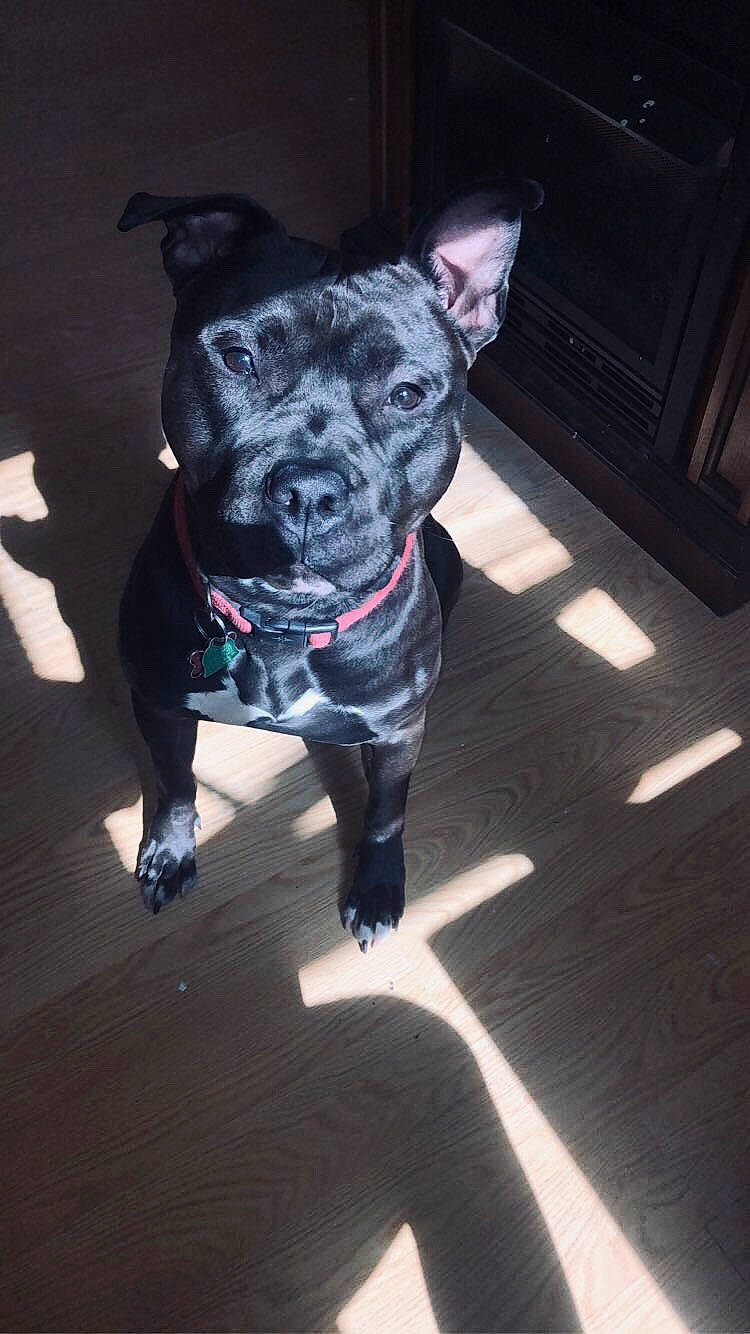 Ace is registered to the contest to win money with this photo: american_pit_bull_terrier, canidae, carnivore, companion_dog, dog, dog_breed, dog_clothes, dog_collar, fawn, french_bulldog, mammal, non_sporting_group, pit_bull, puppy, rare_breed_dog, snout, sporting_group, staffordshire_bull_terrier, tail