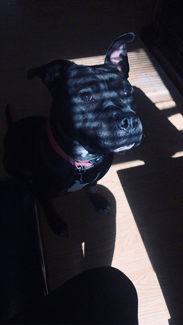 Ace is registered to the contest to win money with this photo: american_pit_bull_terrier, american_staffordshire_terrier, cane_corso, canidae, carnivore, companion_dog, dog, dog_breed, dog_collar, guard_dog, mammal, non_sporting_group, pit_bull, snout, staffordshire_bull_terrier