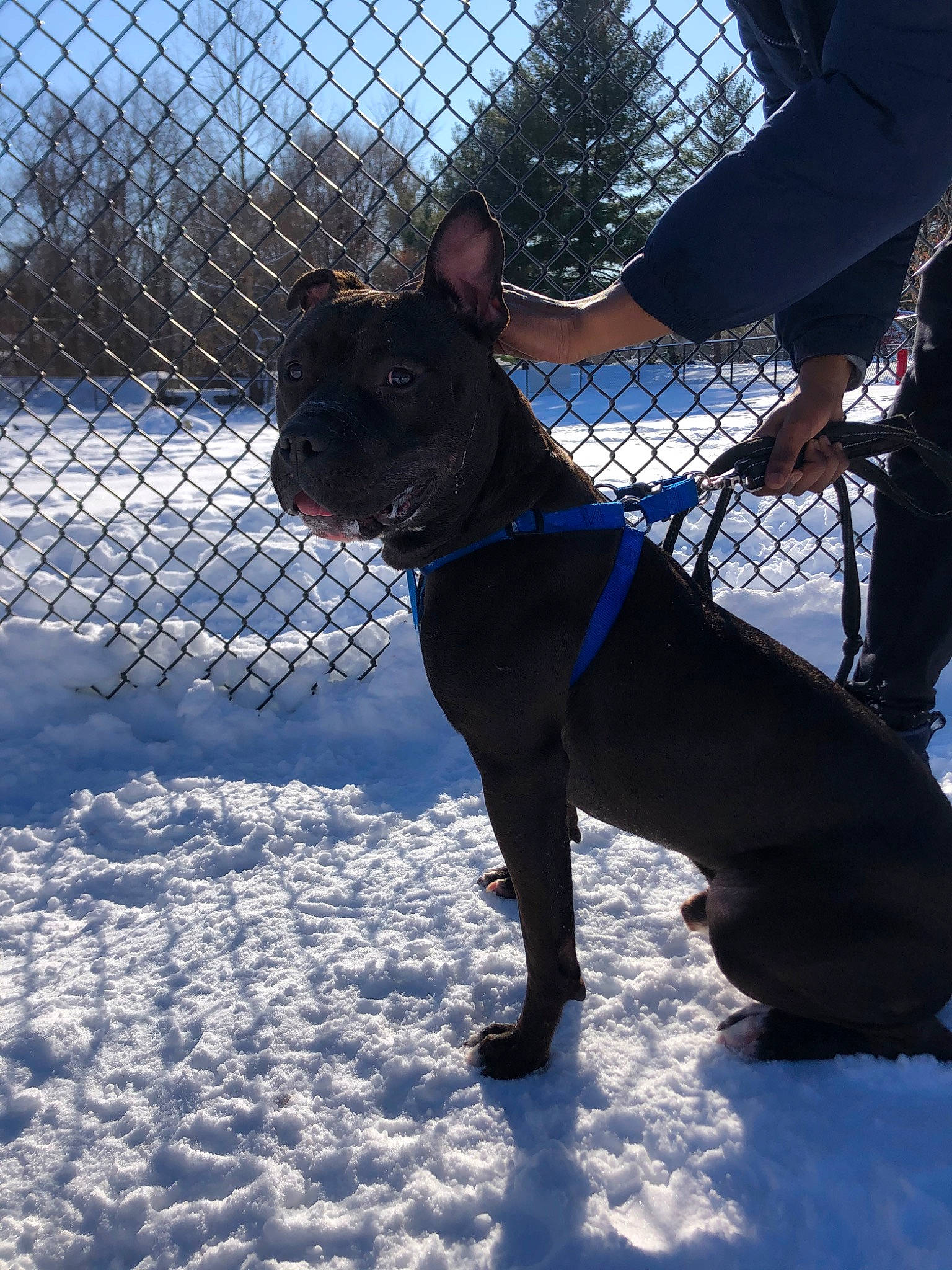 Ace joined the competition — help win amazing prizes! canidae, carnivore, collar, dog, dog_breed, dog_collar, fawn, french_bulldog, guard_dog, leash, molosser, non_sporting_group, snout, snow, sporting_group, winter