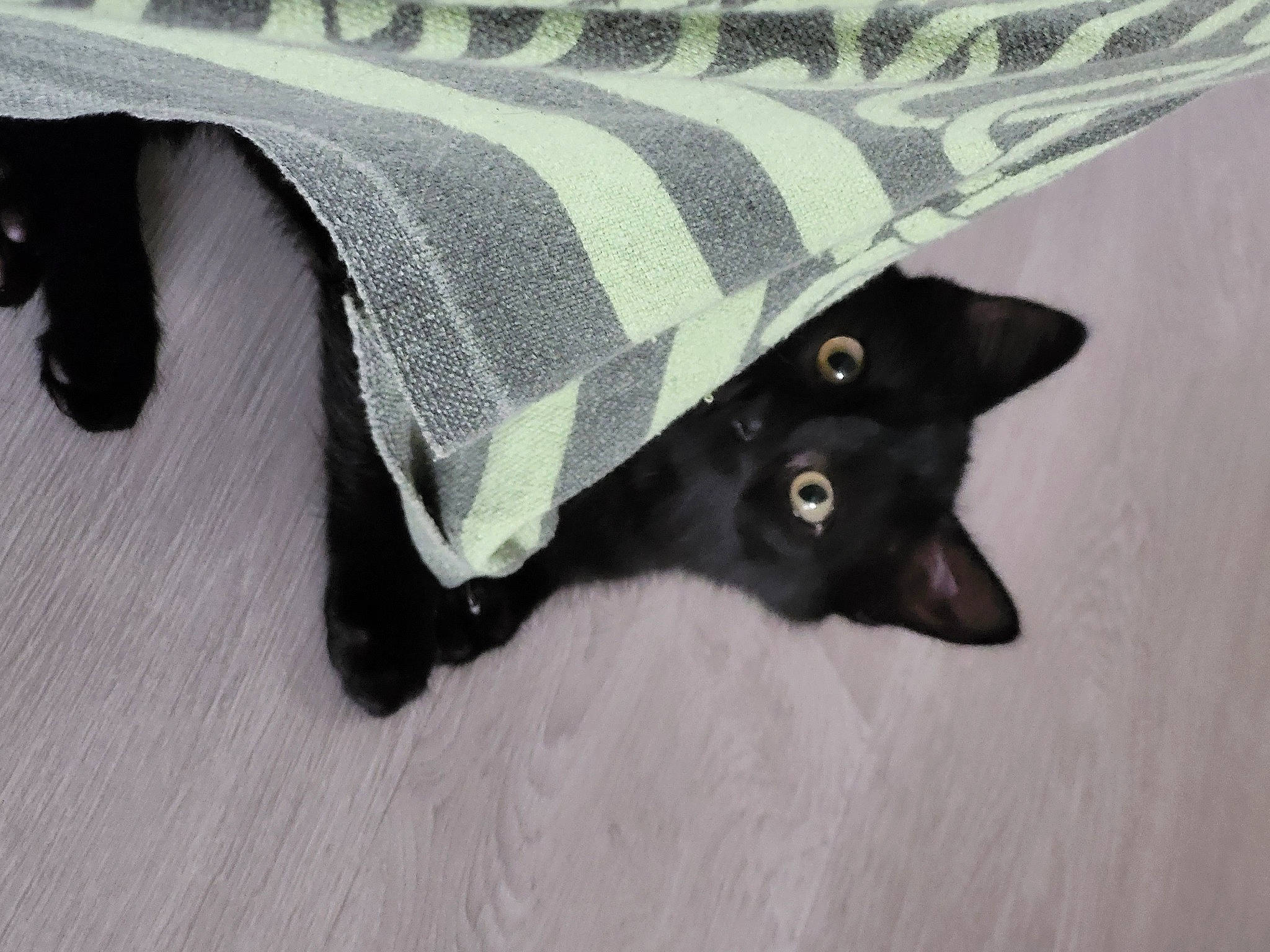 Salem participe au concours pour gagner de l'argent avec cette photo : black_cat, bombay, carnivore, cat, claw, comfort, domestic_short_haired_cat, felidae, flooring, fur, grey, hardwood, linens, pattern, sleeve, small_to_medium_sized_cats, snout, tail, whiskers, wood