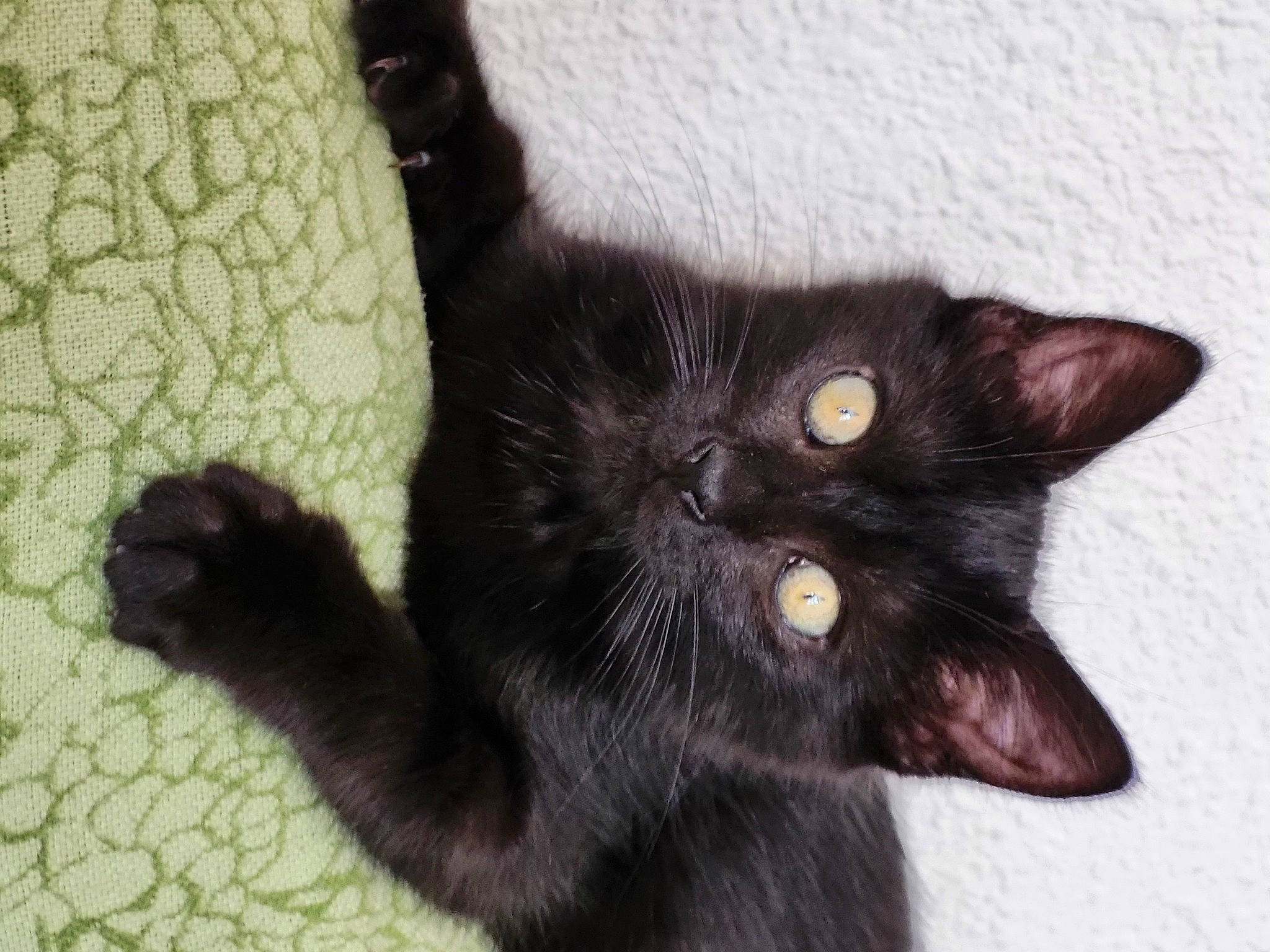 Salem participe au concours pour gagner de l'argent avec cette photo : black_cat, bombay, carnivore, cat, domestic_short_haired_cat, felidae, fur, small_to_medium_sized_cats, snout, tail, terrestrial_animal, whiskers